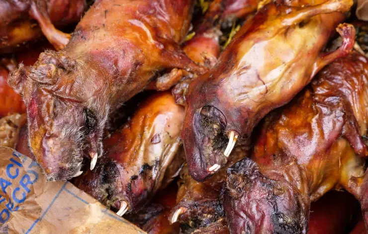 eating guinea pigs peru