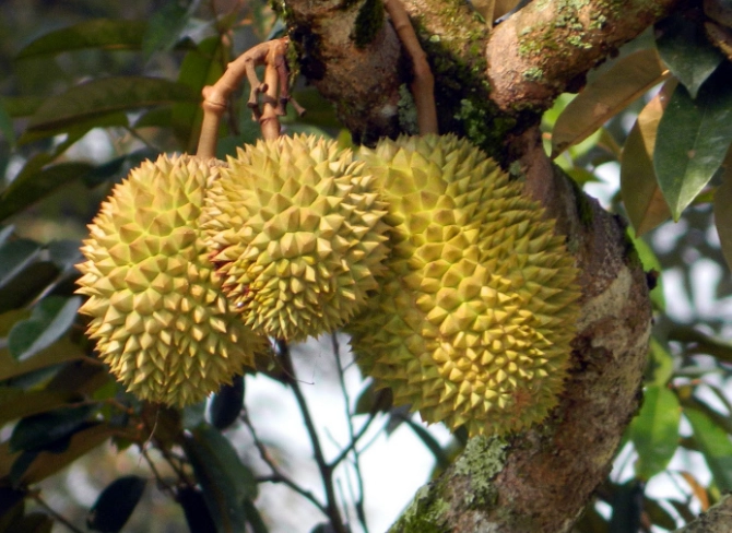 durian fruit durian fruit