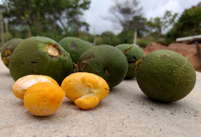 korean street food korean street food