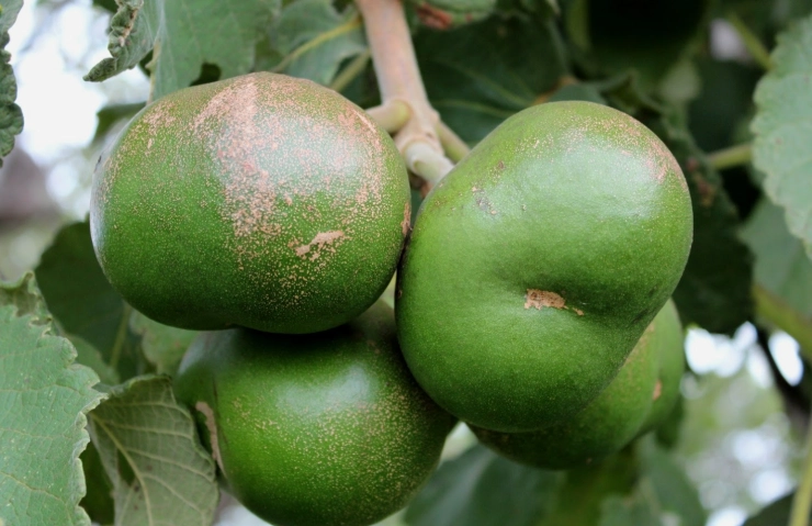 best street food in seoul best street food in seoul