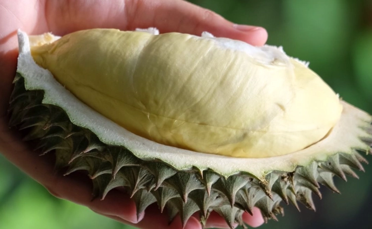 why does durian smell so bad why does durian smell so bad